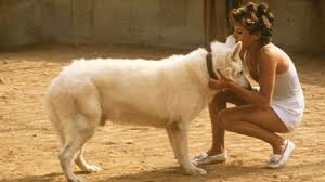 Dressé pour tuer (White Dog) (1982) de Samuel Fuller - Shangols