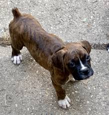 Oakland county oak park, mi 48237 map it. How To Get A Reverse Brindle Boxer