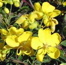 Image result for Senna bicapsularis