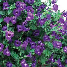Reminiscent is your home for proven winners® plants. Summer Wave Large Violet Wishbone Flower Torenia Hybrid Proven Winners