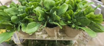 Shop wayfair for all the best outdoor artificial plants. The Best Outdoor Artificial Plants June 2021