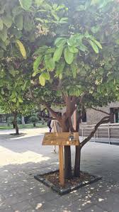 Image result for Trichilia capitata