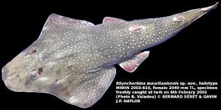 Image result for Rhynchotropis