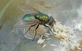 Flee was forced to fly for his life when his enemies came. Being A Fly On The Wall For Complicated Life Cycles Juneau Empire