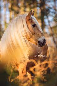 Haflinger Stute Mit Langer Mahne Posiert Im Wald Fur Portrait Fotos Pferd Bilder Foto Fotografie Pferde Fotografie Pferdefotografie Haflinger Pferde