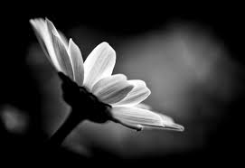 If you find one that is protected by copyright, please inform us to remove. 90 Black And White Flower Android Iphone Desktop Hd Backgrounds Wallpapers 1080p 4k 1353x928 2021