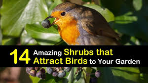 Your garden will be even better for robins if you make it a home for their natural prey. 14 Amazing Shrubs That Attract Birds To Your Garden