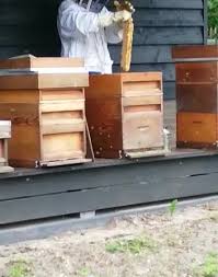 Imker William Klomp aan het werk...