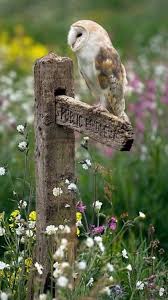 Pin By Hannia On Owls Animals Barn Owl Owl