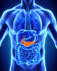 As you probably already know a cell is much smaller than a city animal cell analogy compared to city by, thomas walker food processing plant~ribosomes power plant~mitochondria the food processing plant. Scigen Unit L6 Cells Teaming Up