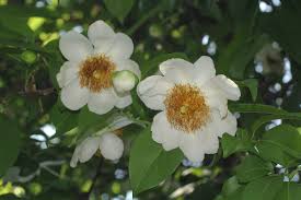 Image result for Feretia aeruginescens