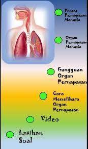 Gambar Poster Tentang Merawat Organ Pernapasan Google Penelusuran Gambar Poster Latihan