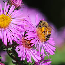 The vivid blue flowers of borage produce masses of nectar, attracting pollinators like bumblebees and honeybees. Bees On New England Aster Back Yard Biology