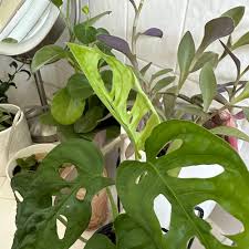 Image result for Cissus petiolata