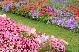 You can copy these plant choices if you live in a cool coastal climate. How To Choose Edging Plants For Your Landscape