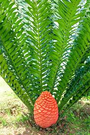 Image result for Encephalartos