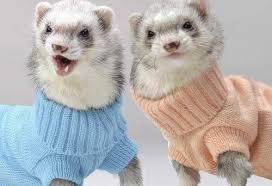 This ferret has the look on his face like he is completely surprised and confused at the same time. The Truth About Ferrets How They Work Album On Imgur