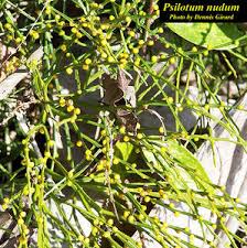 Image result for Psilotum nudum