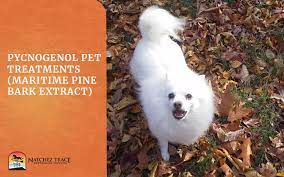 Pycnogenol Pet Treatments Nashville Tn Holistic Veterinarian