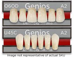 Genios Living Mold Chart With Teeth