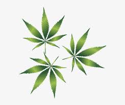 Pngkit selects 46 hd weed leaf png images for free download. Weed Leaf Transparent Background Healthy Education Society Dispensary Transparent Png 575x607 Free Download On Nicepng