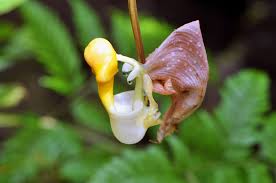 South america wild flowers orchids flora american nature plants uni wildlife. Bucket Orchid Coryanthes Description Pollination Britannica
