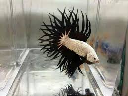 Contrast Betta Fish Betta Cool Fish