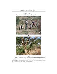 Image result for Acacia abyssinica