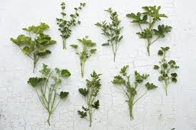 We did not find results for: Fabulous Foliages And Fillers Floret Flowers