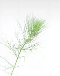 Image result for Limnophila indica