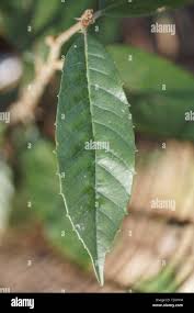 Image result for Justicia engleriana