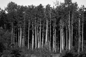 Black And White Woods Picture Black And White Woods White Wood Black And White Wood