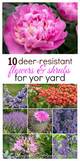 There are no deer resistant shrubs that are 100% deer proof. 10 Deer Resistant Plants Western Garden Centers