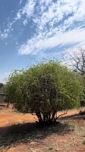 Image result for Ehretia rigida