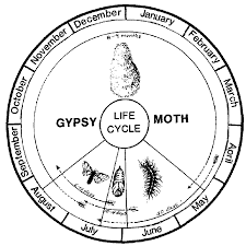 Gypsy Moth Biology Life Cycle