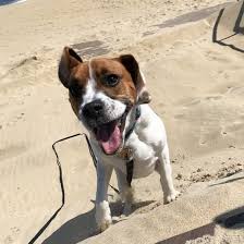 Its large eyes are similar to a boston terrier, but its muzzle and tail resemble a beagle. What Is A Boggle Dog A Look Into The Boxer Beagle Mix K9 Web