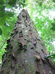 Image result for Afrocarpus