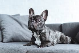 Your french bulldog's life expectancy also depends on a number of factors such as care you provide him with. French Bulldog Lifespan Everything You Should Know Happy French Bulldog