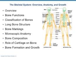 Compact bone is the denser, stronger of the two types of bone tissue ( link ). Overview Bone Functions Classification Of Bones
