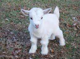 La matanza de terneras es una práctica estándar en la industria láctea. 19 Ideas De Cabras Bebes Cabras Bebe Cabras Animales Adorables
