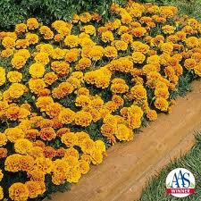 Marigold Golden Gate All America Selections Marigold Flower Veg Garden Marigold