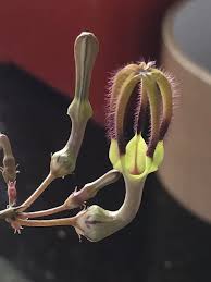 Image result for Ceropegia lugardiae