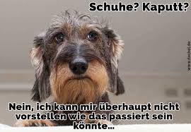 An einem herrlichen nachmittag mit einem hund auf einem hügel zu sitzen, bedeutet, wieder in eden zu sein top 100+ stress zitate sprüche mit bildern 12. Dackel Zitate Und Spruche Dackel De
