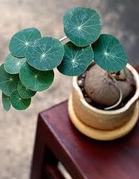 Image result for Stephania cyanantha