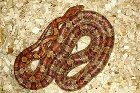 Ratgeber zum kauf von schlangen; Beliebte Schlangenarten Liste Mit Bildern Markt De