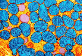 Scientists Make Precise Gene Edits To Mitochondrial Dna For First Time Author summary dna and other nucleic acid vaccine technologies are advancing quickly, and new results the p/yfe and pl/yfe dna constructs express yellow fever proteins in 293 cells 293 cells.
