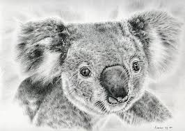 Koala Newport Bridge Gloria By Heidi Vormer Koala Drawing Koala Illustration Koala