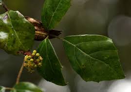 Image result for Rhoicissus