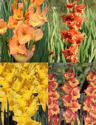 Pin On Flowers Gladiolus