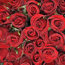 How much does walmart in louisiana pay? Red Roses 50 Cm Fresh Cut 125 Stems Walmart Com Walmart Com
